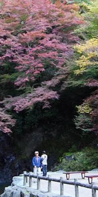 Minoh Waterfall and nature walk through the Minoh Park